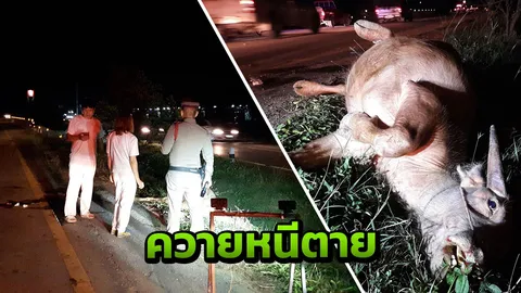 สงสาร! 'ควาย' หนีตาย วิ่งจากโรงเชือด กลับโดนรถเฉี่ยวดับอนาถ