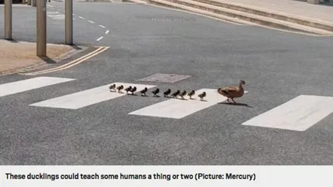 ครอบครัวเป็ดมีวินัยดีที่ซู้ด (คลิป)