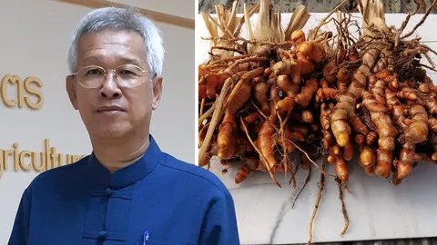 ขมิ้นชัน G1 เหง้าใหญ่ ไร้โรค เปิดตัวบ้านงานวิจัยกรมวิชาการฯ