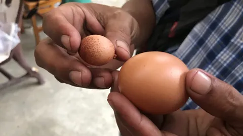 แปลกดี! หนุ่มตรังตอกไข่เจอไข่จิ๋วอีกฟอง วอนผู้รู้บอกที