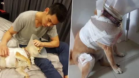 ลูกใคร ใครก็รัก! กันต์ โกรธจัดสุนัขสุดรักถูกพิตบูลขย้ำเกือบตาย