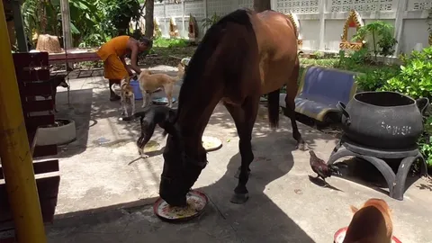 พบ 'นางสงกรานต์' ม้าแสนรู้ กินข้าวก้นบาตรพระ วัดขอไถ่ชีวิตทำรอดตาย