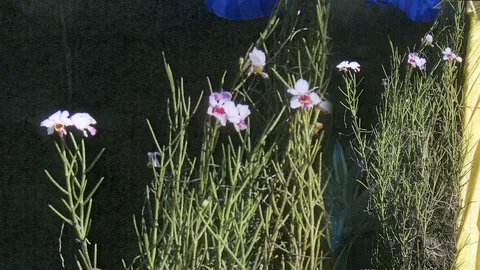 “มิสโจคิม” กับที่มา พันธุ์ดอกสวย