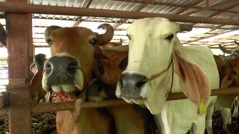 ผู้เลี้ยงโคสกลนคร ร้องศูนย์ดำรงธรรม วัวแม่พันธุ์แห่แท้งลูกล้มตายอื้อ