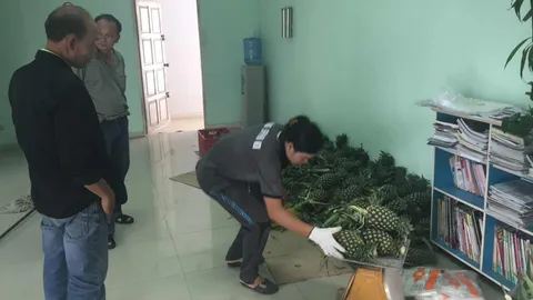 สับปะรดไม่ใช่ทุเรียน! ชาวบ้านช่วยชาวไร่ ซื้อ กก.4บาท 
