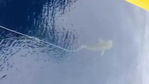 ช่วยด้วย! ฉลามวาฬถูกเชือกรัดโคนหาง หวั่นมีการลอบจับในทะเลไทย