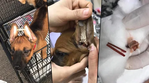ทารุณสัตว์! ร้านขายใช้ก้านธูปแทงติดผ้ากาวดามหูลูกหมา ร้องเจ็บปวดทรมาน