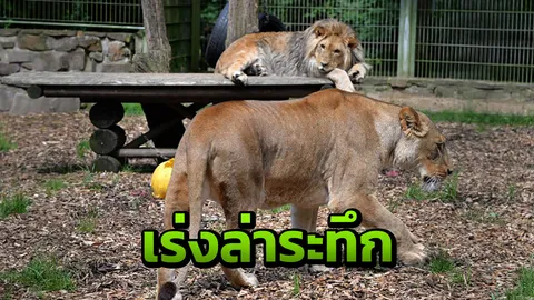 ระทึก! เยอรมนีไล่ล่า เสือ สิงโต หลุดจากสวนสัตว์ 