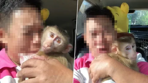 เลี้ยงเหมือนลูก! เจ้าของจำใจปล่อยลิงสุดรัก ลั่นถึงตายก็ไม่ให้อุทยาน