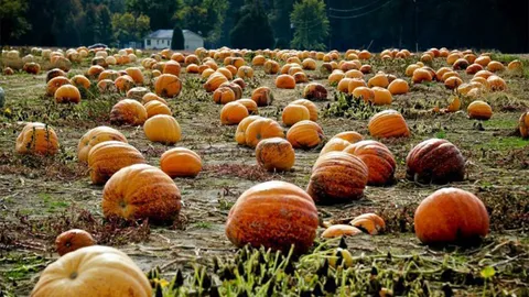 ผู้เชี่ยวชาญโรคผิวหนังเตือนเลี่ยงฟักทองรสขม