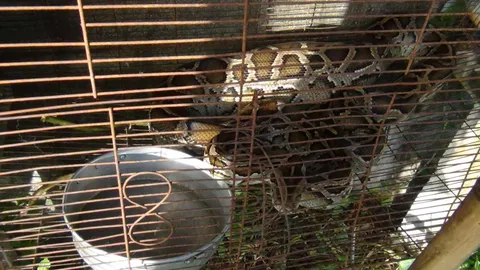 แม่บ้านช็อก เลี้ยงกระต่ายไว้ 2 ตัว เช้ากลายร่างเป็นงูเหลือม!  