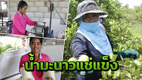 มะนาวถูกจะทิ้งก็เสียดาย เอามาคั้นน้ำ แช่แข็งเก็บไว้ขายดีกว่า