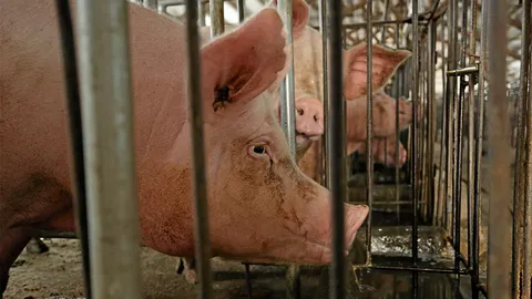 หยุดเลี้ยงสัตว์ยืนซอง