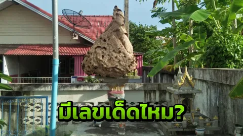 จะขอเลขก็ผวา! รังต่อยักษ์บนศาลพระภูมิ ร้องกู้ภัยบ่อวินช่วยจัดการ