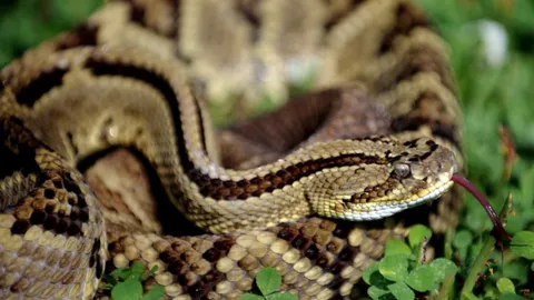 ไว้ลายอสรพิษ! หัวงูกะปะถึงตัวตายแต่ไม่สิ้นฤทธิ์ กัดคนฆ่ามัน จนโคม่า 