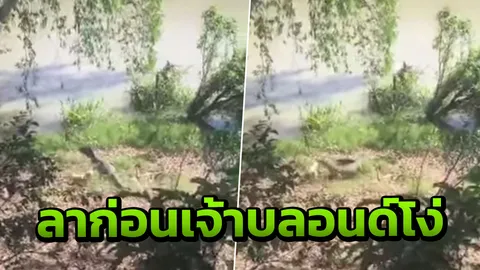 สิ้นชื่อแล้ว! เจ้าตูบในคลิปไล่จระเข้กระเจิง ถูกชาละวันงาบไปกินในน้ำ (คลิป)