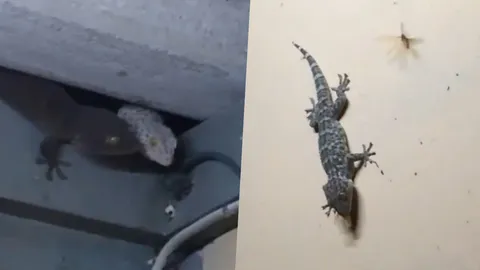 ไม่บินเข้ากองไฟแต่บินเข้าปาก..ขนลุกชมวินาที 'ตุ๊กแกเขมือบแมลงเม่า' (คลิป)