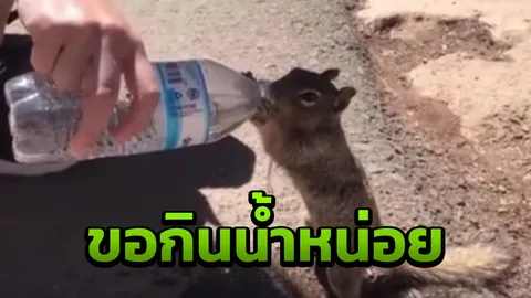 ใจละลาย! กระรอกน้อยสุดกระหาย  เดินตาม ยื่นมือขอน้ำนักท่องเที่ยว (คลิป)