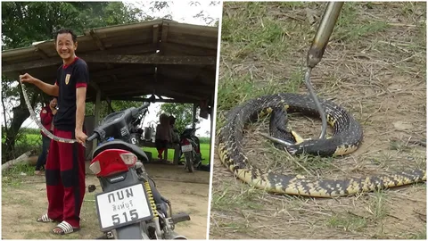 ระทึก! งูเห่าด่างเลื้อยเข้ารถ จยย.ยายวัย 61 รื้อรถทั้งคัน จับจนได้ 