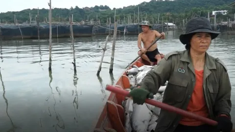 น้ำจืดทะลักทะเลสาบสงขลา ปลากะพงเกาะยอ น็อกน้ำตายมากกว่า 1 ตัน