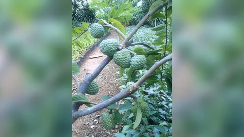 “น้อยหน่าฝ้ายเขียวเกษตร 2” ดกหวานราคาดี