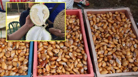 แพงยันเมล็ด! ปีทองทุเรียน แห่ซื้อพันธุ์พื้นบ้านไปเพาะขาย