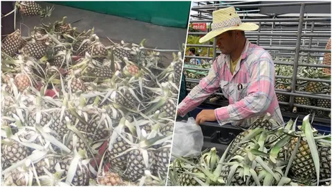  ดิ้นแก้สับปะรดราคาตก ระบายขายทุกช่องทาง ทำอาหารสัตว์