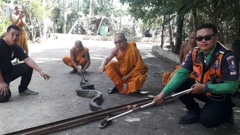 งูเหลือมบุกกินไก่วัด พระที่ศรีราชายังตะลึง เจอยาว 5 เมตร หนัก 40 กก. (คลิป)