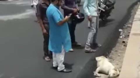 สุดสลด คนงานทำถนนราดยางมะตอยทับหมาครึ่งตัวตายทั้งเป็น (คลิป)