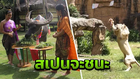 ควายโพธิ์ทอง-บอยสิงโตขาว ฟันธง สเปน จะเอาชนะ โปรตุเกส ได้