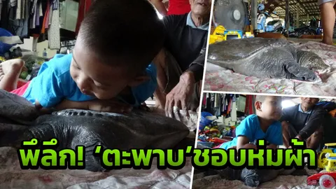แปลกแต่จริง! ตะพาบน้ำ'ปลานิลทอง' เพื่อนซี้หลานชาย ชอบนอนกับคนบนบก (คลิป)