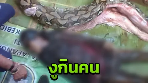 สยอง ผ่าท้องงูเหลือม เจอศพหญิงอิเหนาที่สูญหาย (คลิป)