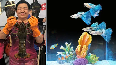 พบนักฆ่าไซส์มินิ “หมึกบลูริง” มาพร้อมฝูงสัตว์น้ำสวยงาม งาน “วันประมงน้อมเกล้าฯ”