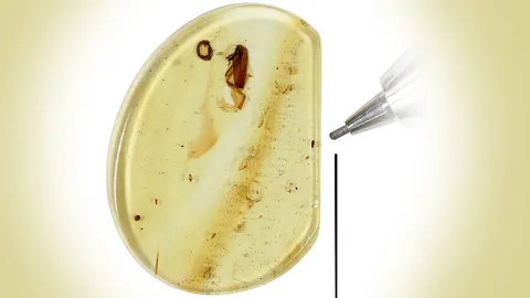 พบด้วงปีกขนนกในก้อนอำพันอายุ 99 ล้านปี (คลิป)