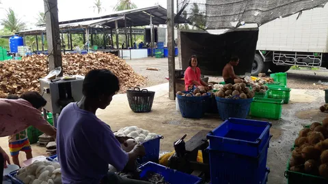 ล้งมะพร้าวยอดตก เหตุตลาดต่างประเทศงดซื้อ ชาวสวนเศร้าราคาร่วง