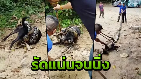นาทีชีวิตหมาดำ! งูตัวใหญ่ยักษ์รัดเหยื่อจนแน่นิ่ง คนเห็นรีบช่วย (คลิป)