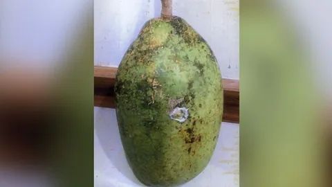 “มะตูมยักษ์เพิ่มทรัพย์” ผลโตเท่าผลมะพร้าว