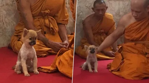 ผมอาย! หลวงพ่อดัดหลังปอมหนีเที่ยว ไถขนเกรียน หายซ่าไม่กล้าออกจากวัด