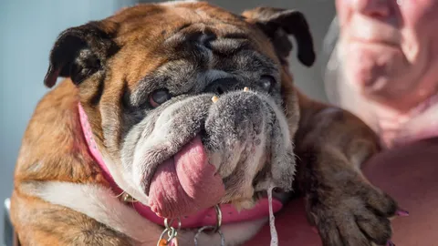 บูลด็อก ‘ชาช่า’ คว้าแชมป์หมาอัปลักษณ์ที่สุดในโลก 2018