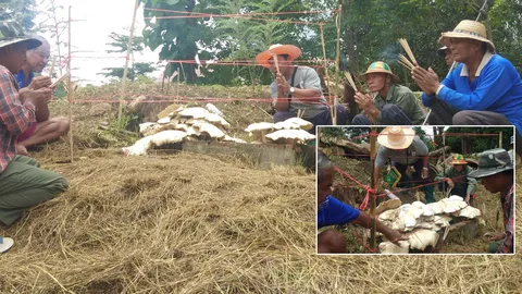 ตะลึง! เห็ดยักษ์โผล่หน้าวัด ชาวบ้านแห่กราบไหว้ขอหวยหวังเลขเด็ด