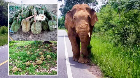 สวนทุเรียนป.ป่าละอู แสนชอกช้ำ เจอช้างป่าบุกกินผลอ่อน เสียหายยับ