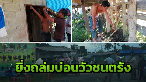สั่งล่าคนร้ายเหิม'วางเพลิง-ยิงถล่ม' สนามวัวชนเมืองตรังเย้ย กม.