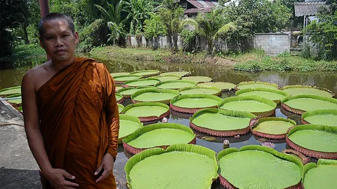 ชูเที่ยว "วัดก๊อน้อย" ชมบัวกระด้งยักษ์