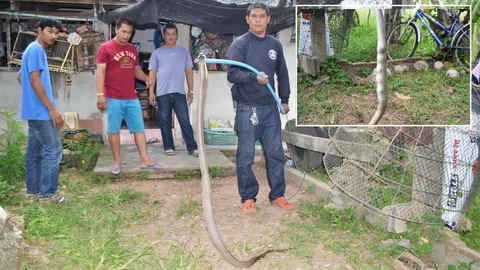 คอหวยคิดตาม! แม่ไก่ชนสวยงามออกไข่ 8 ฟอง งูเห่าแสบดอดกินไป 7 ทำแตกไป 1