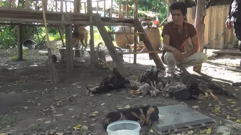 อำมหิตเกิน! หนุ่มอุดรช็อก ไก่ชนโดนยาเบื่อดับ 13 ตัว เศร้าลูกหมาตายด้วย