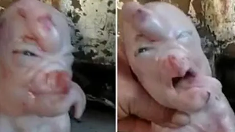 ลูกหมู (อีกตัว) หน้าคล้ายคน (คลิป)