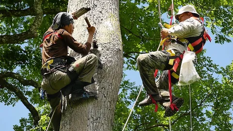 จิตอาสาซ่อมรังนกเงือกป่า "บางกะม่า"