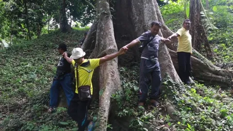 พบต้นทุเรียนขนาด 10 คนโอบ อายุกว่า 100 ปี ชาวบ้าน สนใจปลูก แทนยางพารา