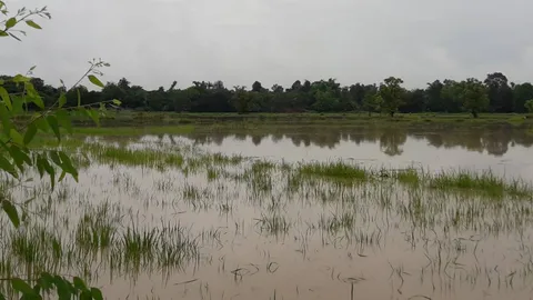 กาฬสินธุ์ฝนตกหนัก น้ำไหลลงจากเทือกเขาภูพาน ท่วมนาข้าว 600 ไร่