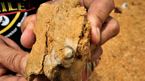 นักสำรวจ พบฟอสซิลสัตว์ทะเลโบราณอายุ 290 ล้านปี บนผาหินที่กระบี่